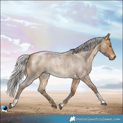 Horse Color:Silver Buckskin Roan Tobiano 