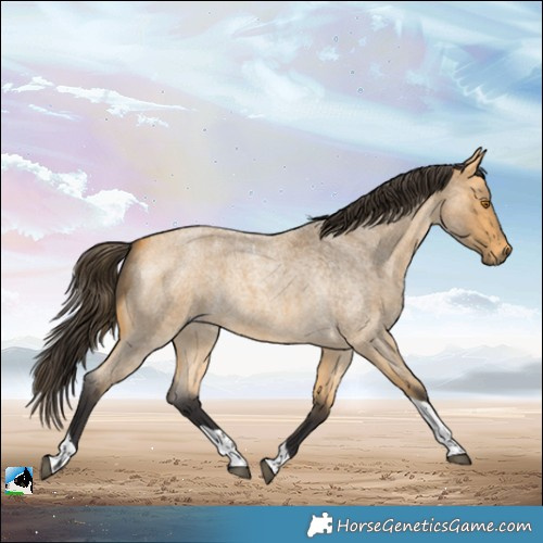 Horse Color:Buckskin Roan Tobiano