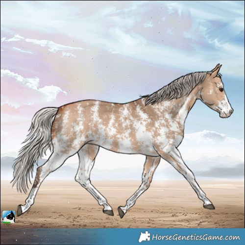 Horse Color:Silver Bay Dun Sabino Rabicano
