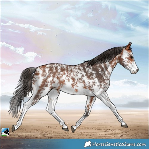 Horse Color:Bay Sabino