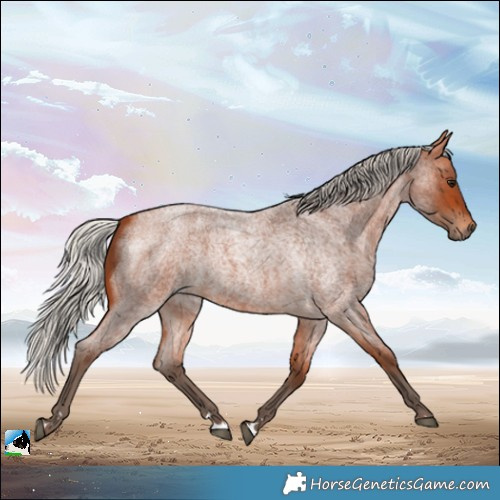 Horse Color:Silver Bay Roan Rabicano