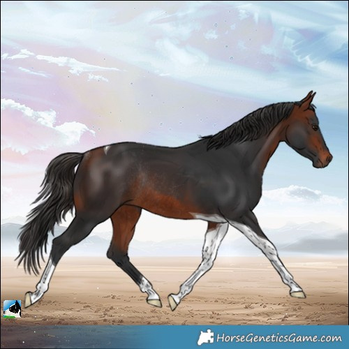 Horse Color:Bay Tobiano Rabicano