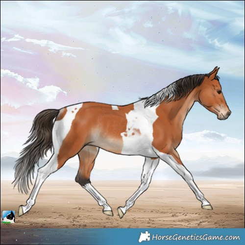 Horse Color:Bay Tobiano Rabicano 