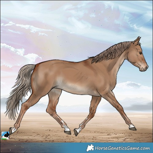 Horse Color:Red Dun