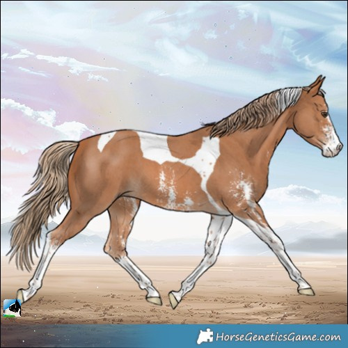 Horse Color:Chestnut Sabino Tobiano