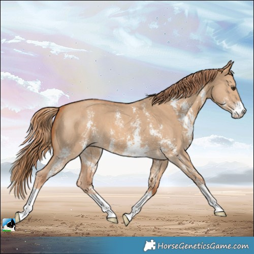 Horse Color:Red Dun Sabino 