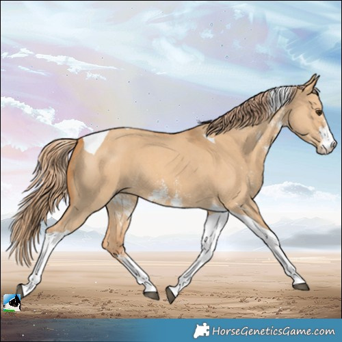 Horse Color:Red Dun Sabino Tobiano