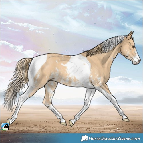 Horse Color:Red Dun Sabino Tobiano