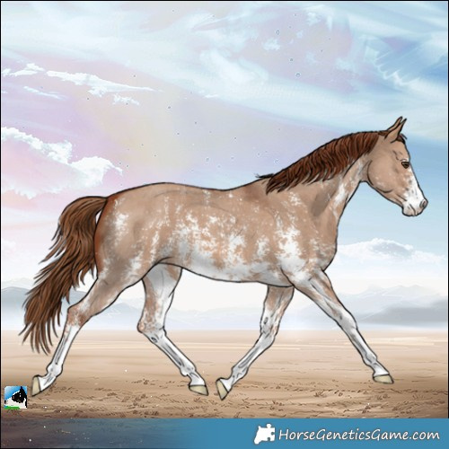 Horse Color:Red Dun Sabino