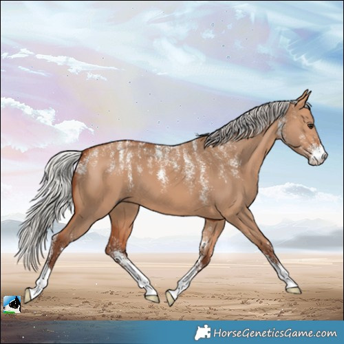 Horse Color:Powder White Silver Bay Dun 