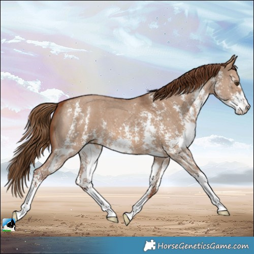 Horse Color:Red Dun Sabino