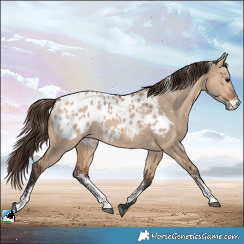 Horse Color:Powder White Bay Dun Appaloosa 