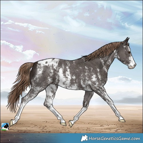 Horse Color:Liver Chestnut Sabino Appaloosa
