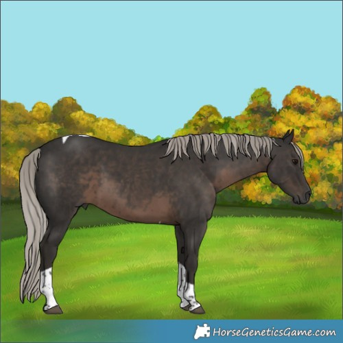Horse Color:Gray Silver Black Tobiano 