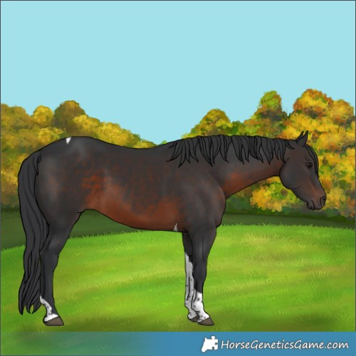 Horse Color:Brown Tobiano 