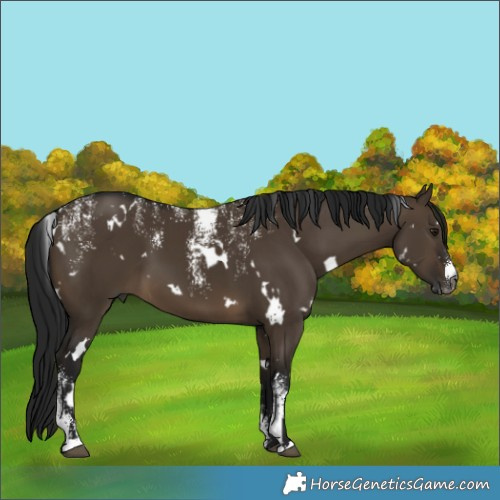 Horse Color:Powder White Gray White Spotted Brown Dun 