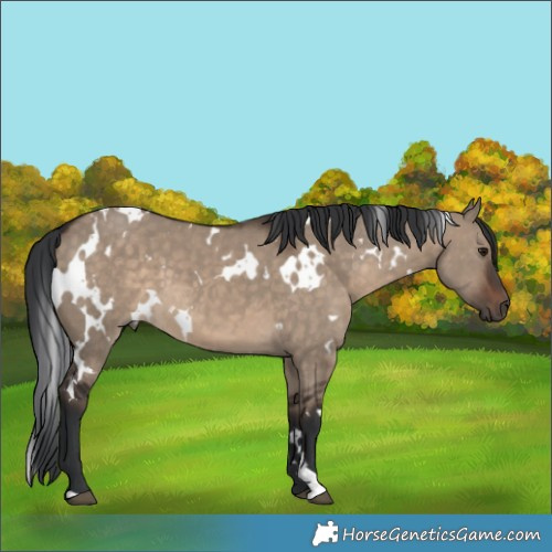 Horse Color:White Spotted Brown Dun 