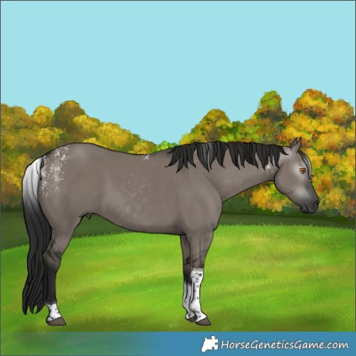 Horse Color:Powder White Gray Grullo Tobiano 