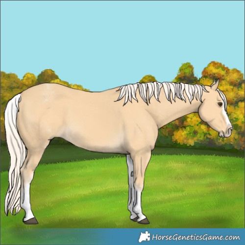 Horse Color:White Spotted Palomino Splash 