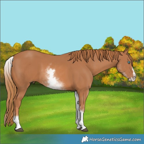Horse Color:White Spotted Chestnut Splash 