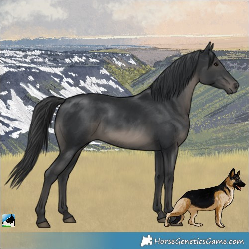 Horse Color:Black Mushroom Rabicano 