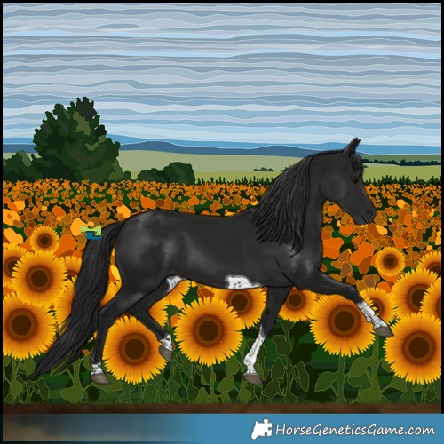 Horse Color:Gray Black Tobiano 