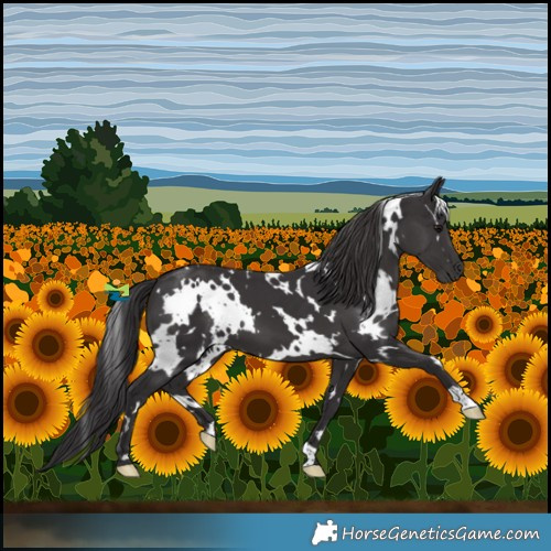 Horse Color:White Spotted Smoky Black 