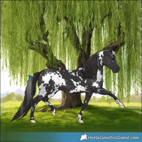 Horse Color:White Spotted Smoky Black