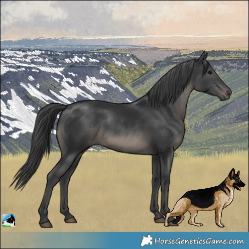Horse Color:Black Rabicano 
