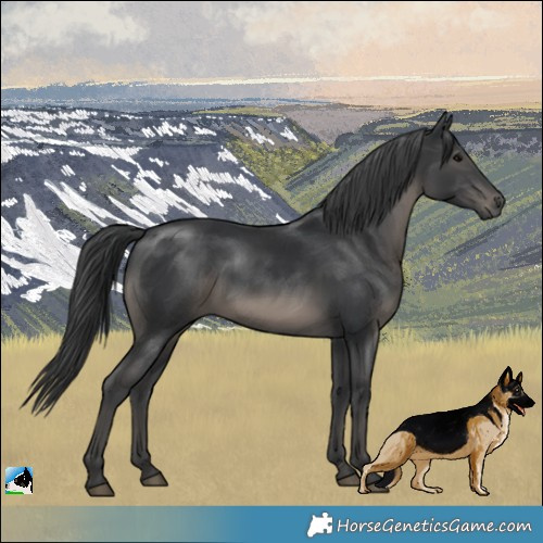 Horse Color:Black Rabicano 
