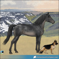 Horse Color:Black Rabicano