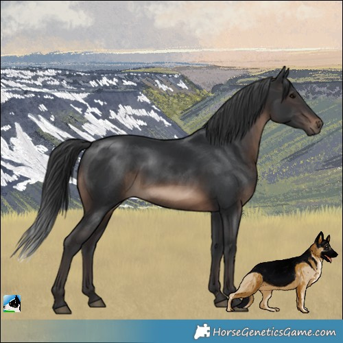 Horse Color:Brown Rabicano 