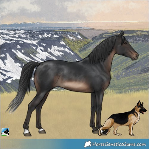 Horse Color:Brown Rabicano 