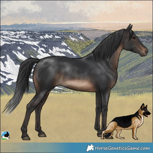 Horse Color:Brown Rabicano