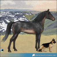 Horse Color:Brown Rabicano