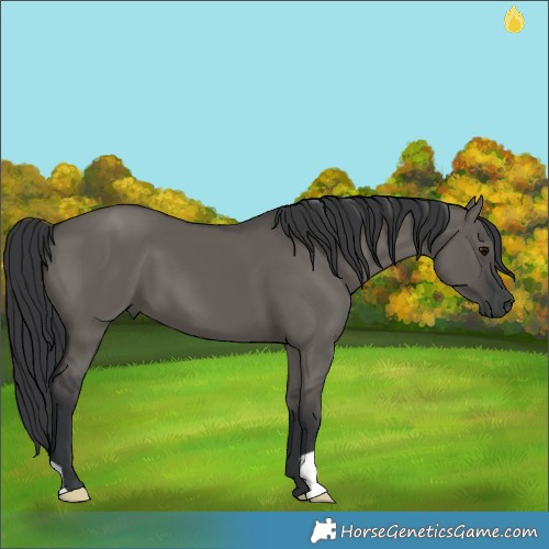 Horse Color:Grullo 