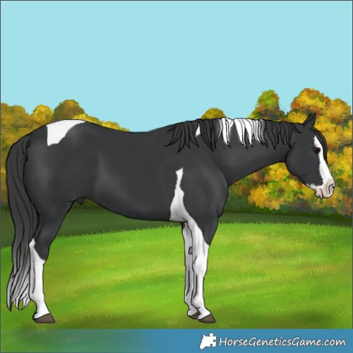Horse Color:Black Splash Tobiano 