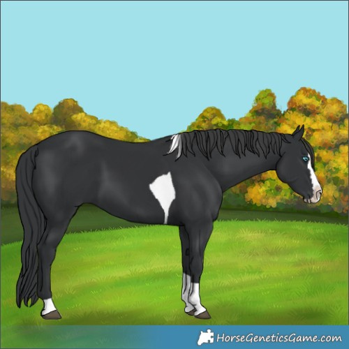 Horse Color:Black Splash Tobiano 