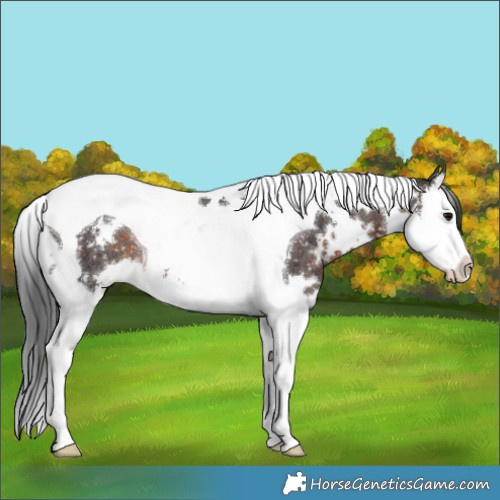 Horse Color:White Spotted Brown Splash Tobiano Appaloosa Rabicano 