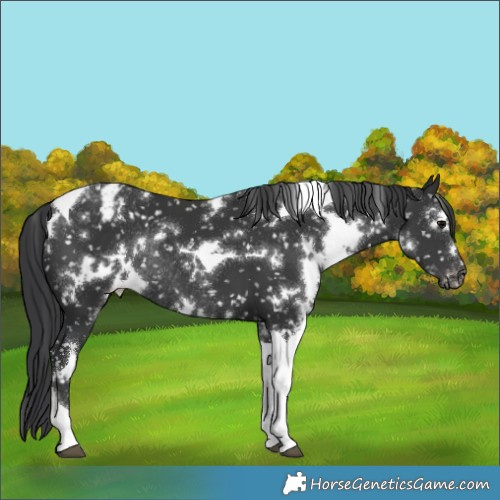 Horse Color:White Spotted Black Tobiano Appaloosa Rabicano