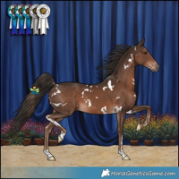 Horse Color:White Spotted Liver Chestnut