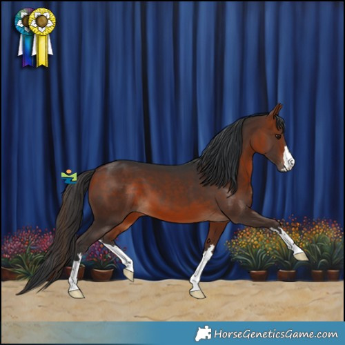 Horse Color:Bay 