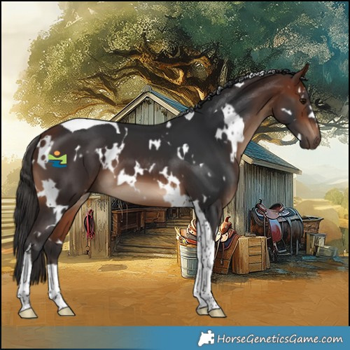 Horse Color:White Spotted Bay Tobiano 