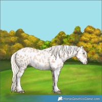 Horse Color:Chocolate Palomino Pearl Near Leopard