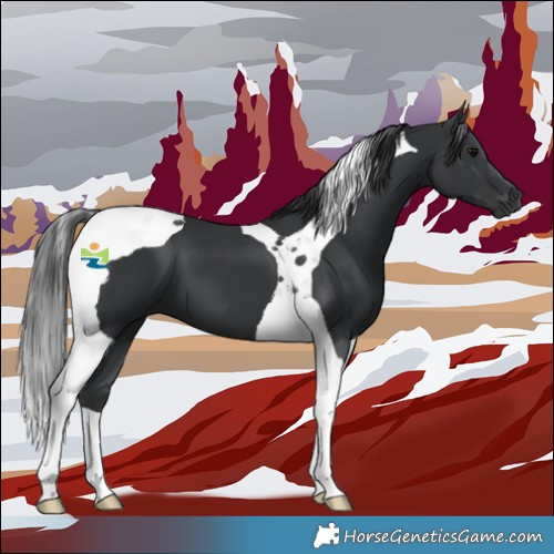 Horse Color:Black Tobiano 