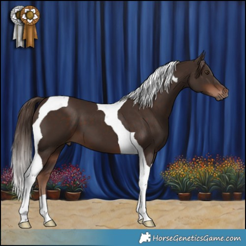 Horse Color:Liver Chestnut Tobiano 