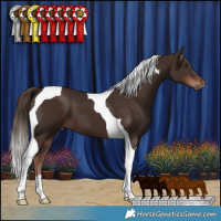 Horse Color:Liver Chestnut Tobiano