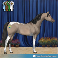 Horse Color:Brown Dun Tobiano