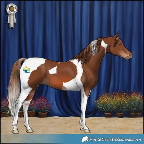 Horse Color:Chestnut Tobiano