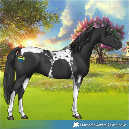Horse Color:Black Tobiano